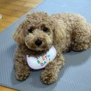 코코까까 이미지