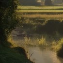 도그마미 이미지