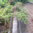 그것이 뽑고싶다 이미지