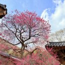 성보교통(주) | 구례 화엄사 홍매화 실시간 개화율 0.1%? 헛걸음 후기와 실시간 CCTV 확인법