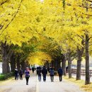 곡교천 은행나무길 이미지