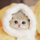 강남고양이분양 나비캣 | 강남 아기고양이 분양? 나비캣에서 행복 찾기!