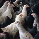 청계동물약국 이미지