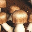 아가리쿠스(Agaricus) 버섯 이미지