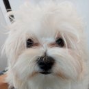 개등드리# 이미지