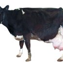 현웅목장 이미지