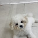 청주강아지분양 애견입양 애견미용 바른펫 이미지