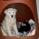 강아지와고양이 이미지