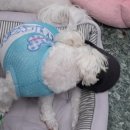 애견훈련소 보담 이미지