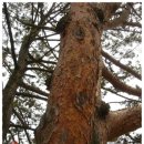 대장동 용추계곡 이미지