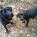 레오호프 이미지