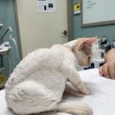 관양동물병원 이미지