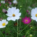 코스모스민박 이미지