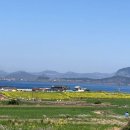 바다보다 짙은 초록빛, 가파도 청보리밭 여행 (5월 제주도 추천 여행지)