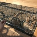 UR(춘천시)-[금강로]-상-674 | [춘천여행] 구봉산카페거리 / 산토리니카페 / 해피초원목장 / 카페감자밭 / 주빈사진관 / 명동닭갈비...