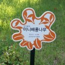 미니배롱나무,애기배롱나무 특수목, 중간목 판매 이미지