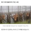 탈출하려다 죽은 소들, 물에 잠긴 첫 집…수마로 아픈 '오송차도' 인근 마을 이미지