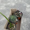 부영다육농장 이미지