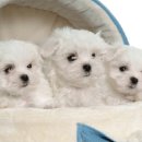 황제애견 이미지