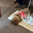 연주식당 | 연남동 맛집 분위기 좋은 파스타 브런치 연주방어페어 와인바 애견동반