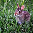 토끼와거북이 이미지