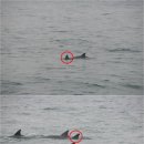 하모리-38 이미지