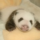 팬더 이미지