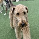 퍼피스카우트 이미지