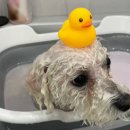 부티뽀샤 이미지