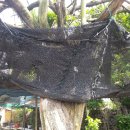 동백나무집 이미지