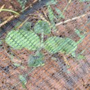 천도리양지마을 이미지