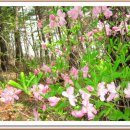 대공산성 등산로 이미지