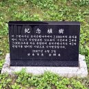 용계초등 | 안동 용계의 은행나무 | 700년 이상 된 수호신! 안동 산불 이후 방문리뷰