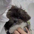 퍼피팸퍼 이미지