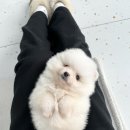 헬로펫샵 이미지