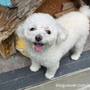 윤앤퍼피 이미지