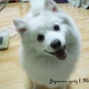 이새 이미지