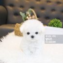 펫샵몽 네이버블로그
