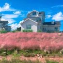 핑크뮬리 이미지