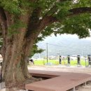 마을 보호수 이미지