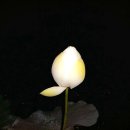 스카이타워 이미지