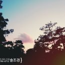 솔조경 이미지