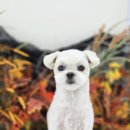 디어플라워(Dear.flour) 이미지