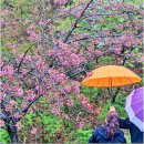 경주최문 충효각 | [공지] 서산 가볼 만한 곳 개심사 청벚꽃 문수사 겹벚꽃 서산목장 산책로 벚꽃 명소 해미읍성 간월암...