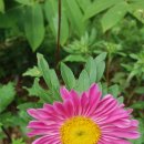 들국화민박 이미지