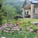 황룡뿌리(흑염소농장) 이미지