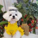 라네쥬 독(Laneige.dog) 이미지