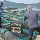 굴이랑전복이랑 이미지