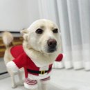 비파ALL 이미지