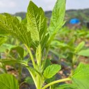 갓골농장 이미지